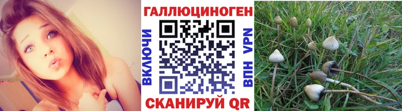 Галлюциногенные грибы Psilocybine cubensis  Тобольск 